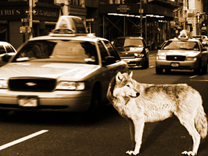 Concrete Wolf