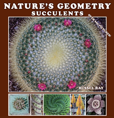 Nature's Geometry: Succulents