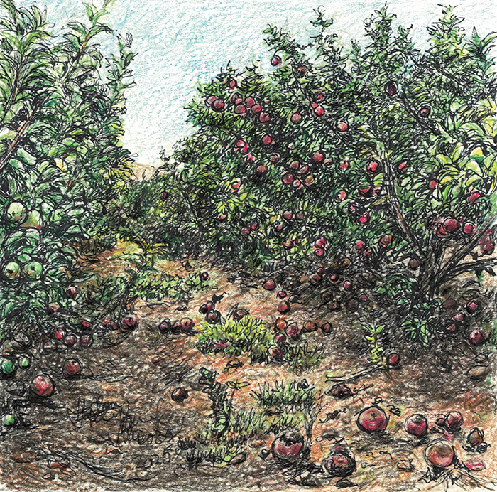 Illustration by Helen Bar-Lev